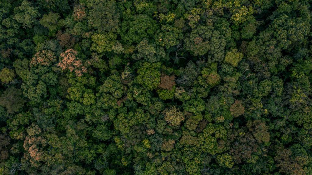 Jornal VER7 Desmatamento na Amazonia cai 34 em fevereiro
