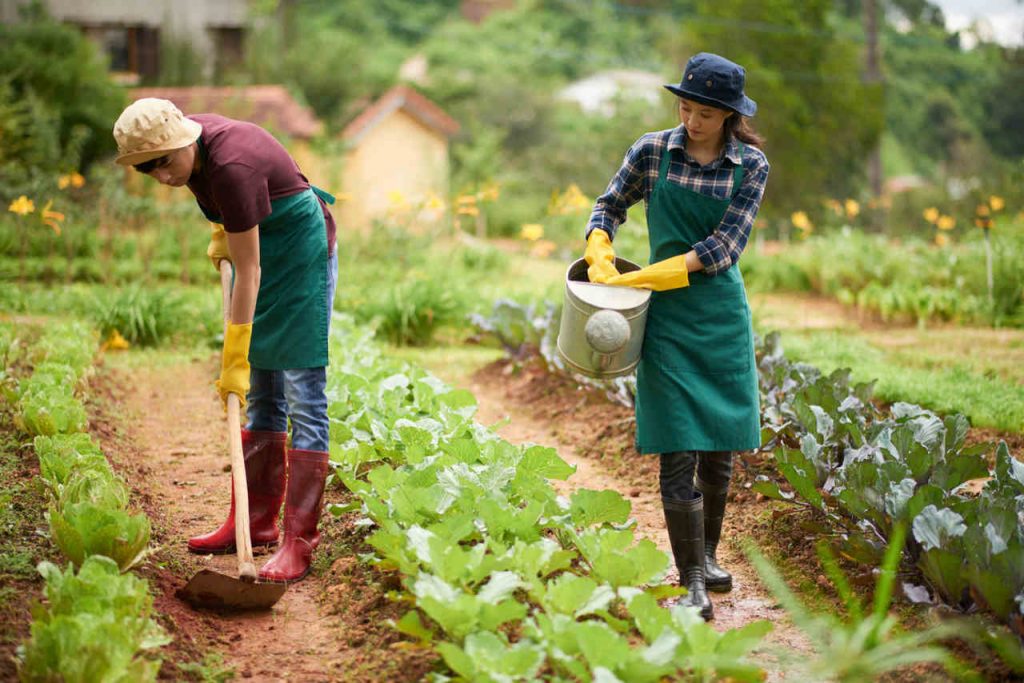 Jornal Ver7 Premio reconhece boas praticas para Sistemas Agricolas Tradicionais e promove a valorizacao da sociobiodiversidade