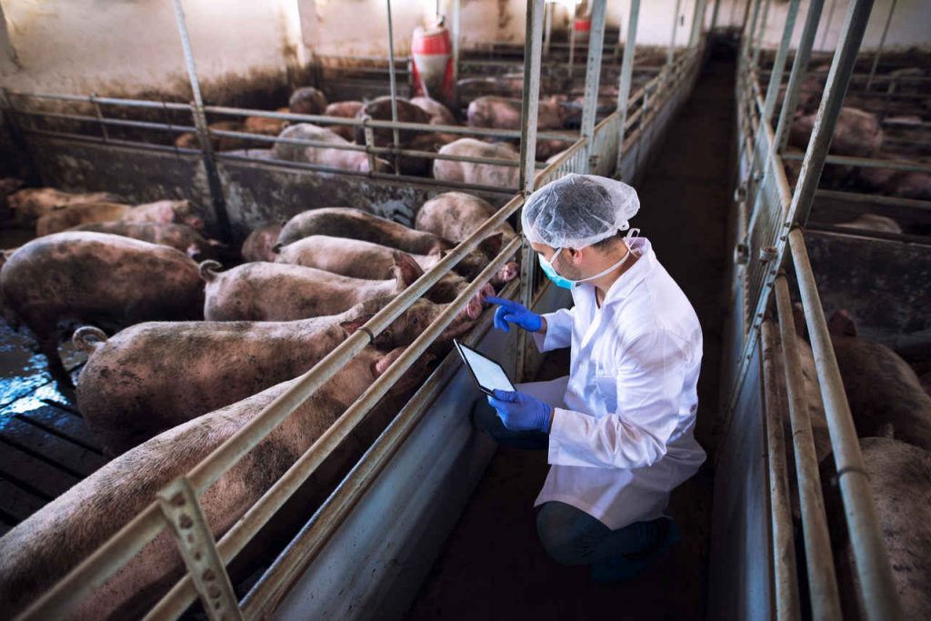 Jornal Ver 7 Ministros das Americas aprovam acao coordenada para prevencao da Peste Suina Africana na regiao