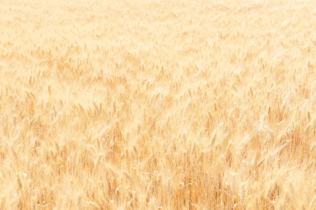 Jornal Ver 7 - Valor Bruto da Produção Agropecuária de 2022 é estimado em R$ 1,2 trilhão