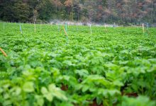 Jornal Ver 7 - Ministra diz que Brasil tem fertilizantes suficientes até o início da próxima safra, em outubro