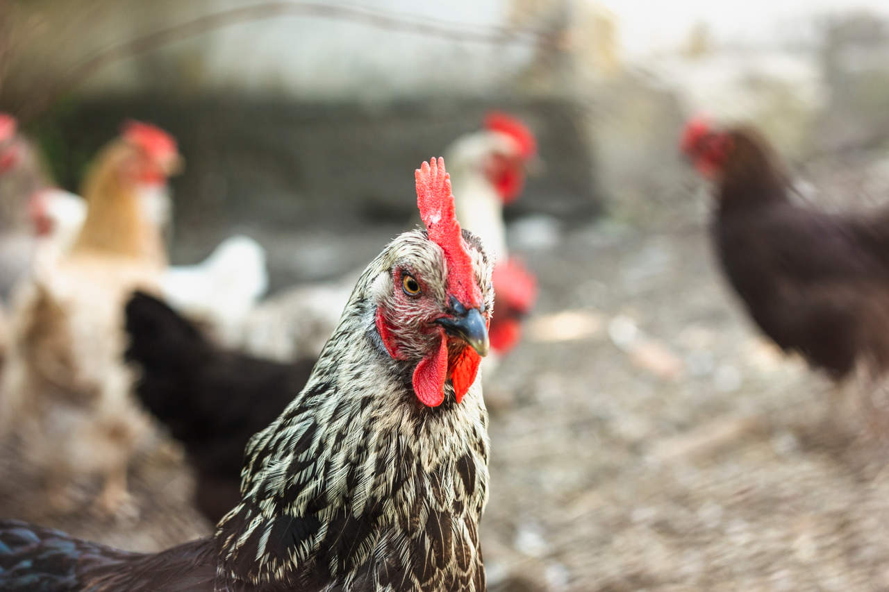 Jornal Ver 7 - Consulta pública recebe sugestões sobre adesão de frigoríficos ao sistema de inspeção com base em risco para frangos de corte