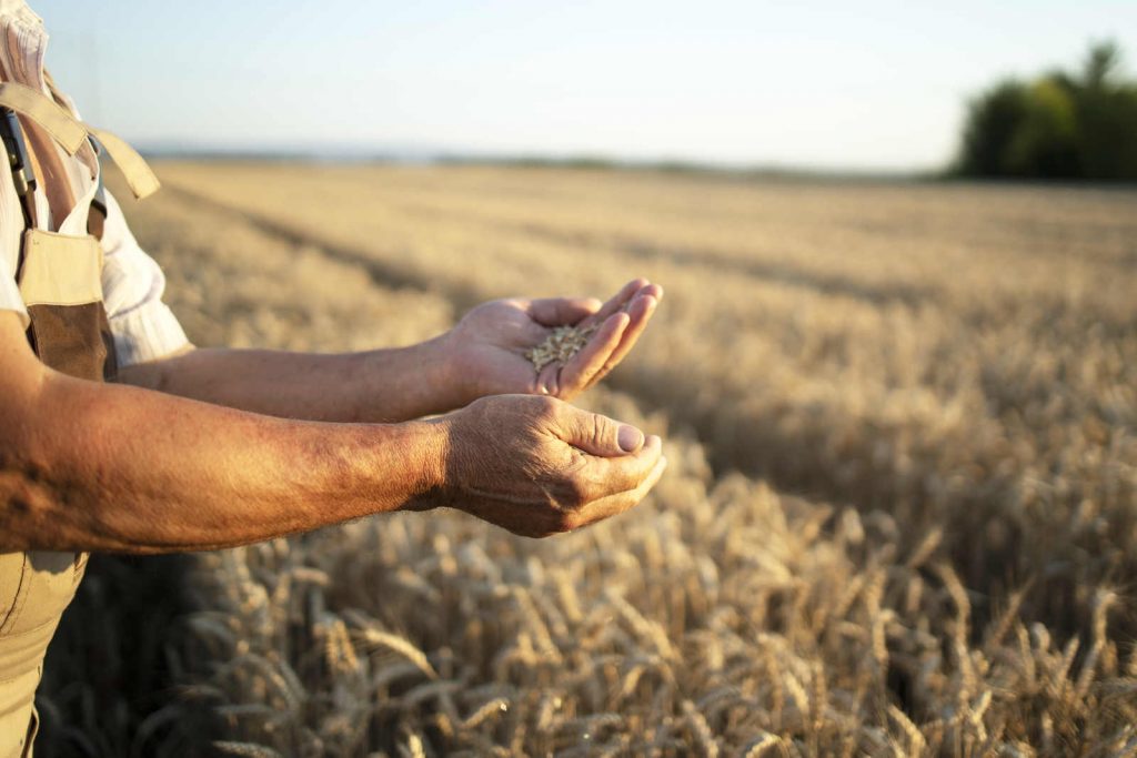 Jornal Ver7 - Cerca de 2,5 mil propriedades rurais que tiveram operações de seguro rural contratadas com o apoio do governo federal serão fiscalizadas