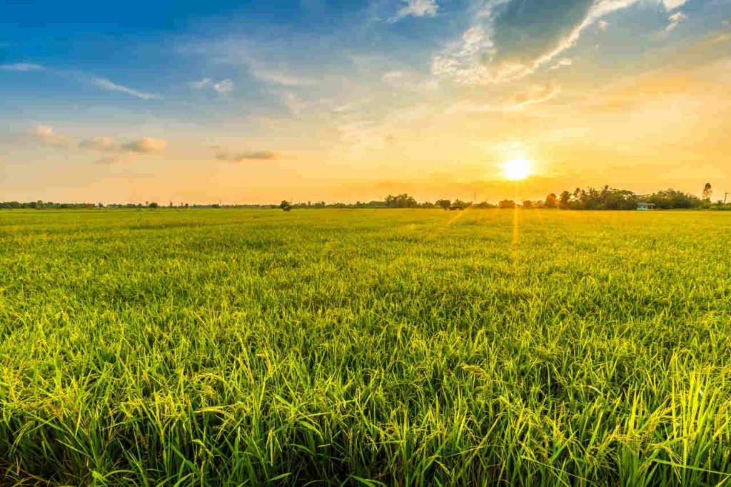 Jornal VER7 - Estudo aponta desafios do seguro rural em meio a mudanças climáticas