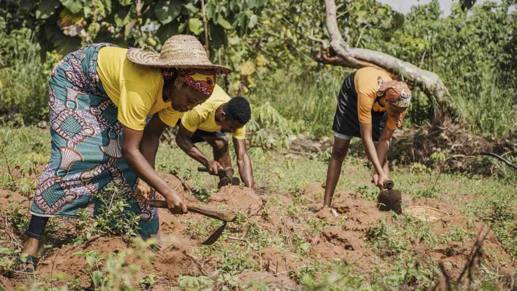 Jornal VER7 - FAO trabalhadoras do campo recebem 20% a menos que os homens