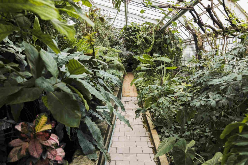 Jornal VER7 - Jardim Botânico do Rio reabre bromeliário, após nove meses em obras