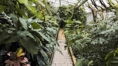 Jornal VER7 - Jardim Botânico do Rio reabre bromeliário, após nove meses em obras