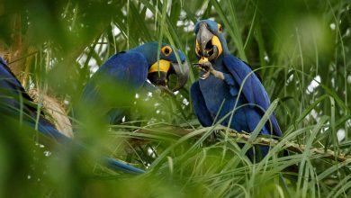 Jornal VER7 - Guia de turismo de MT fica no topo do ranking brasileiro de observação de aves em evento mundial