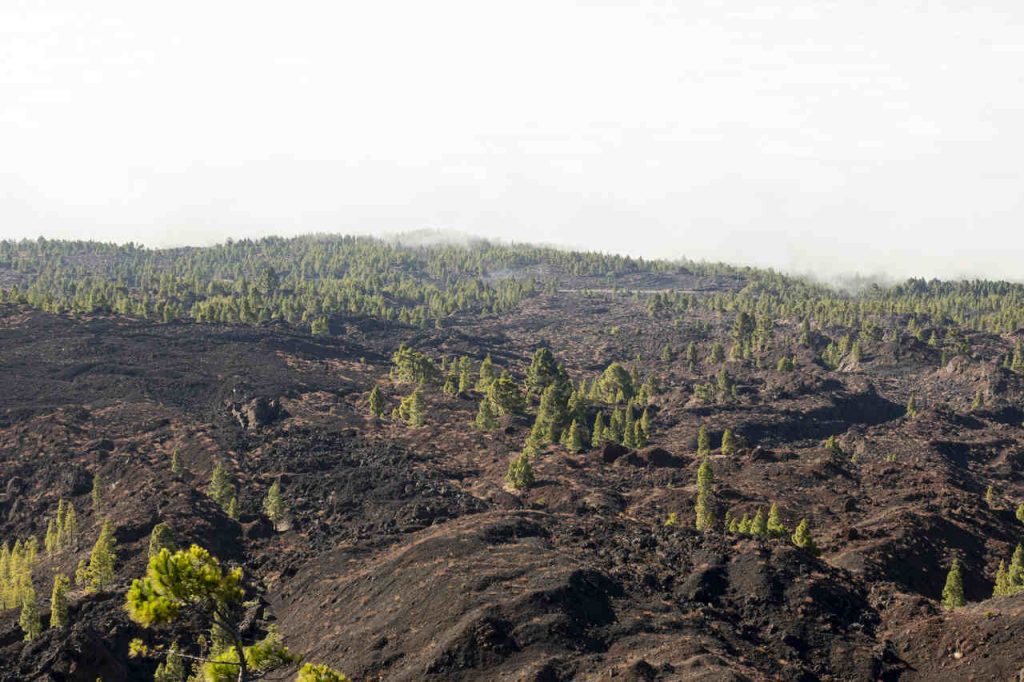 Jornal VER7 - Desmatamento em terras indígenas provocou emissão de CO2 na Amazônia