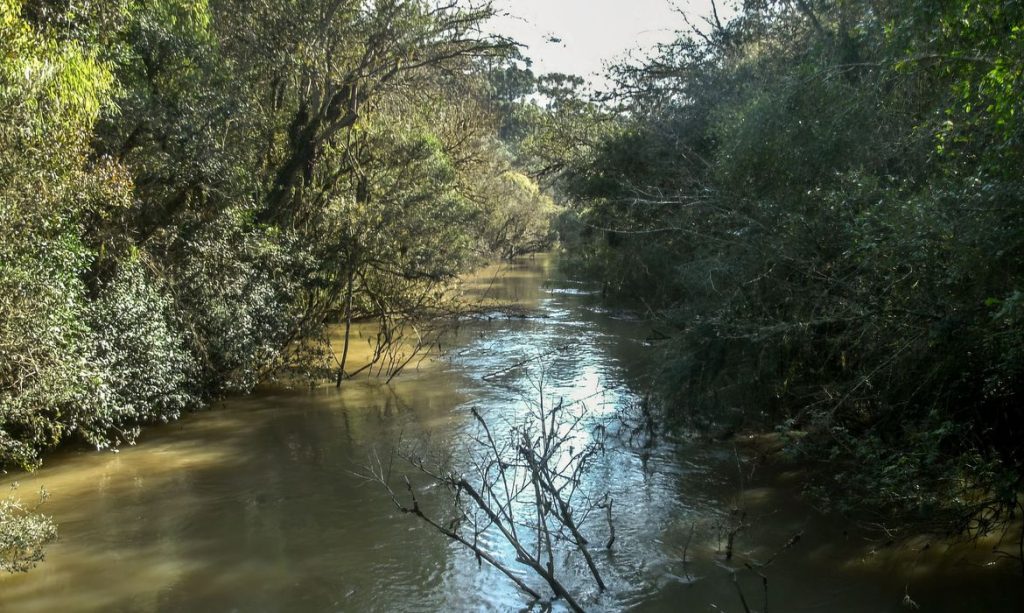 Floresta Nacional de Irati. Foto: ICMBIO/Gov.Br
