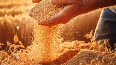 Jornal VER7 - Complexo soja responde por 73% das exportações do agro no 1º semestre de 2023