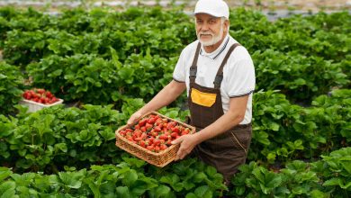 Jornal VER7 - Trabalhadores pedem redução de juros para produzir alimentos no Brasil