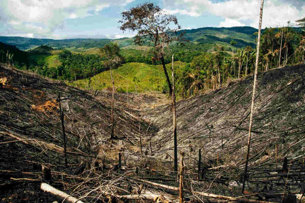 Jornal VER7 - Alertas de desmatamento batem recorde no Cerrado