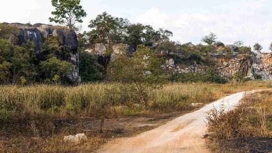 Jornal VER7 - Ambientalistas denunciam desmatamento às margens de rodovia amazônica