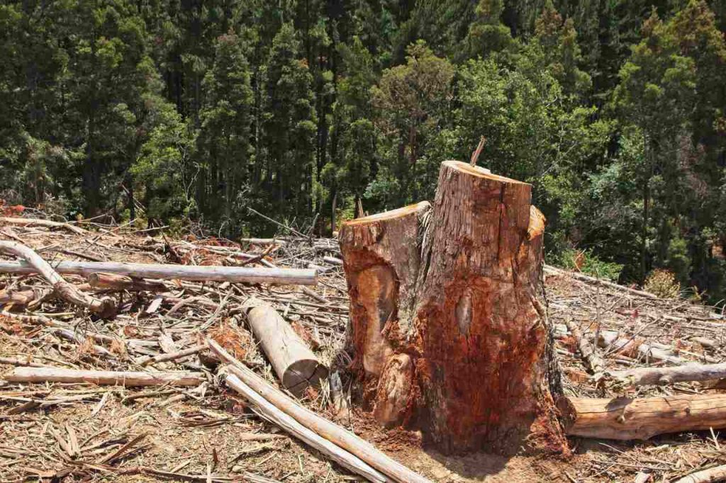 Jornal VER7 - Combate ao desmatamento no Cerrado exige plano específico, alerta WWF