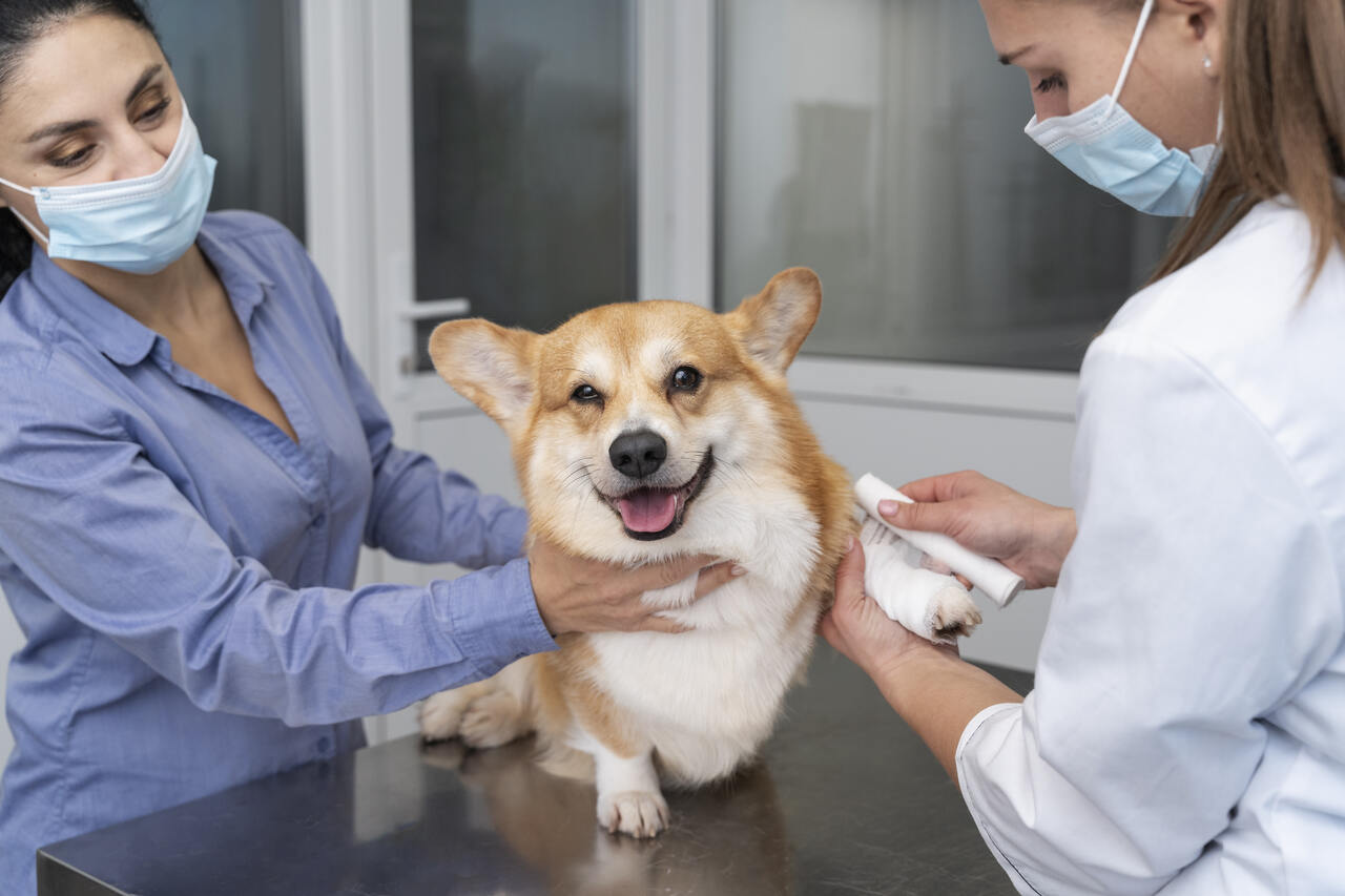 Jornal VER7 - Mutirão no Expansul tem castração gratuita de cães e mais 130 serviços