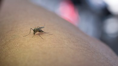 Jornal VER7 - Notificações de zika vírus aumentam no país em relação a 2022