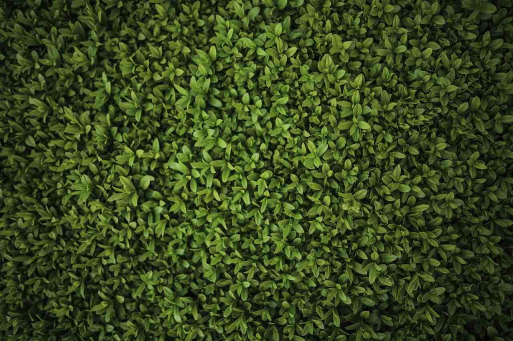 Jornal VER7 - Plantas bem cuidadas alimentam melhor e ajudam o clima, diz movimento