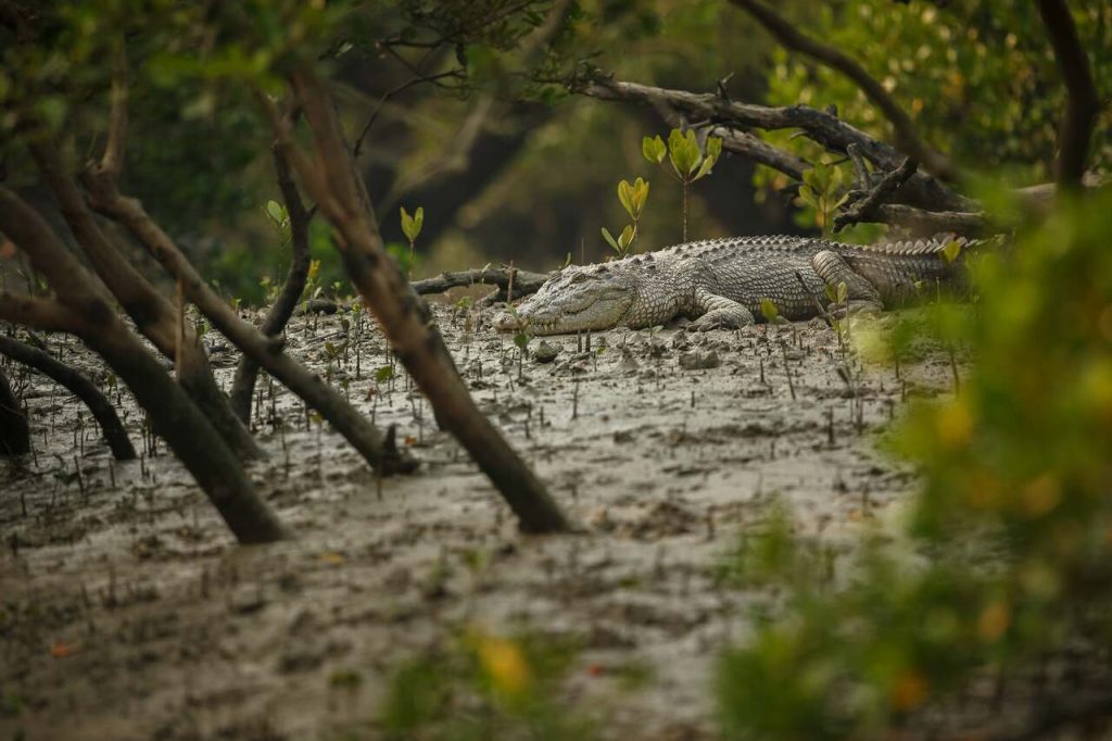 Jornal VER7 - Plataforma faz alerta sobre espécies em risco de extinção em todo país