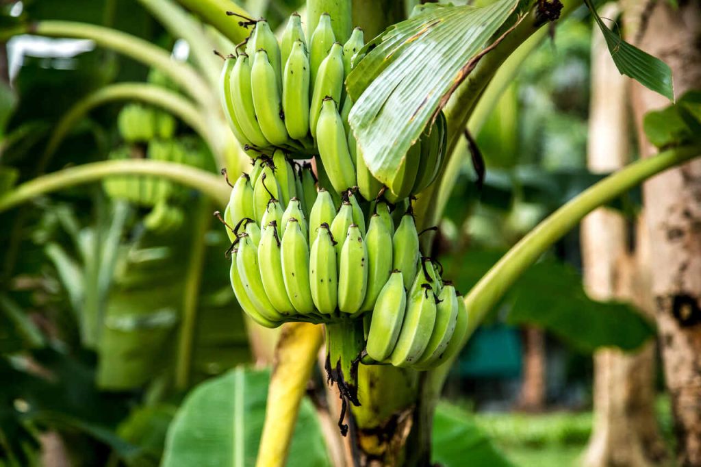 Jornal VER7 - Produção de banana em Goiás alcança 10ª posição no ranking nacional