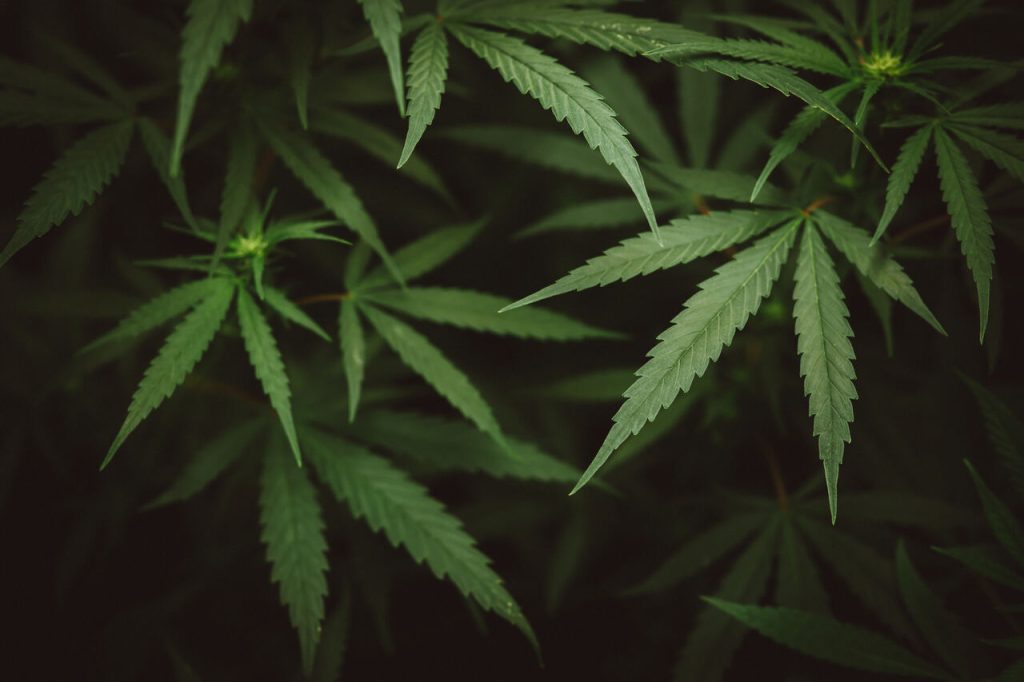 Jornal VER7 - Uruguai comércio legal de maconha supera 10 toneladas em seis anos