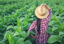 Brasil amplia horizontes Colômbia e Japão abrem novos mercados para o agronegócio