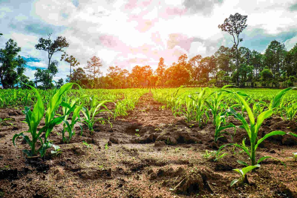 Governo Federal anuncia plano de desenvolvimento agropecuário e agroindustrial para a região do Matopiba