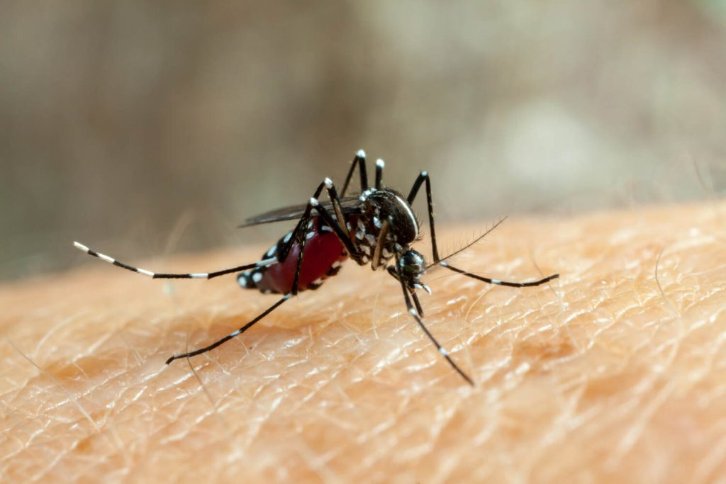 Aparecida intensifica medidas contra o aedes aegypti em meio ao período chuvoso
