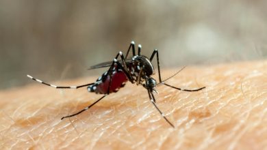 Aparecida intensifica medidas contra o aedes aegypti em meio ao período chuvoso