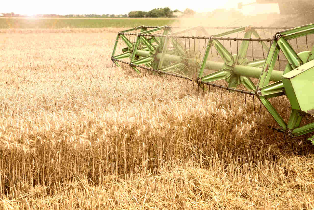 Jornal VER7 - Mapa atualiza valores mínimos para uva e arroz, impulsionando setor agrícola