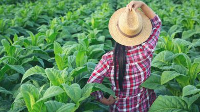 Jornal VER7 - Ministro da agricultura busca aporte adicional de R$ 500 milhões para fortalecer o seguro rural