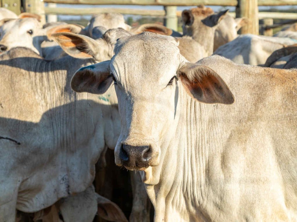 Jornal VER7 - Singapura Eleva Brasil à Pré-Listagem para Importação de Proteína Animal