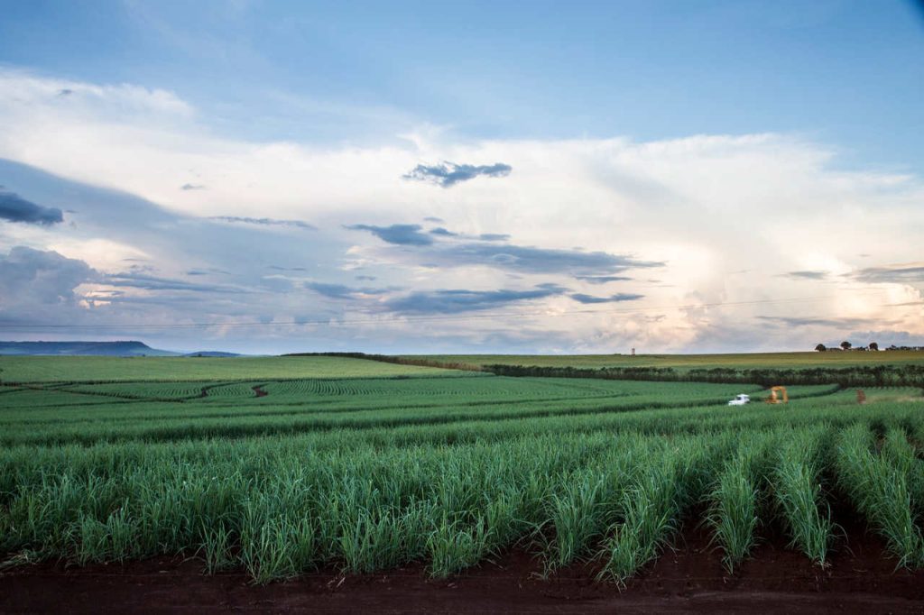 Programa brasileiro de revitalização de pastagens é destaque na COP 28 Uma estratégia inovadora para a agricultura sustentável