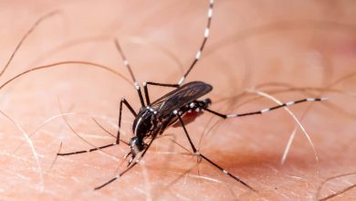 Jornal VER7 - Distrito Federal Recorre ao Exército na Luta Contra a Epidemia de Dengue