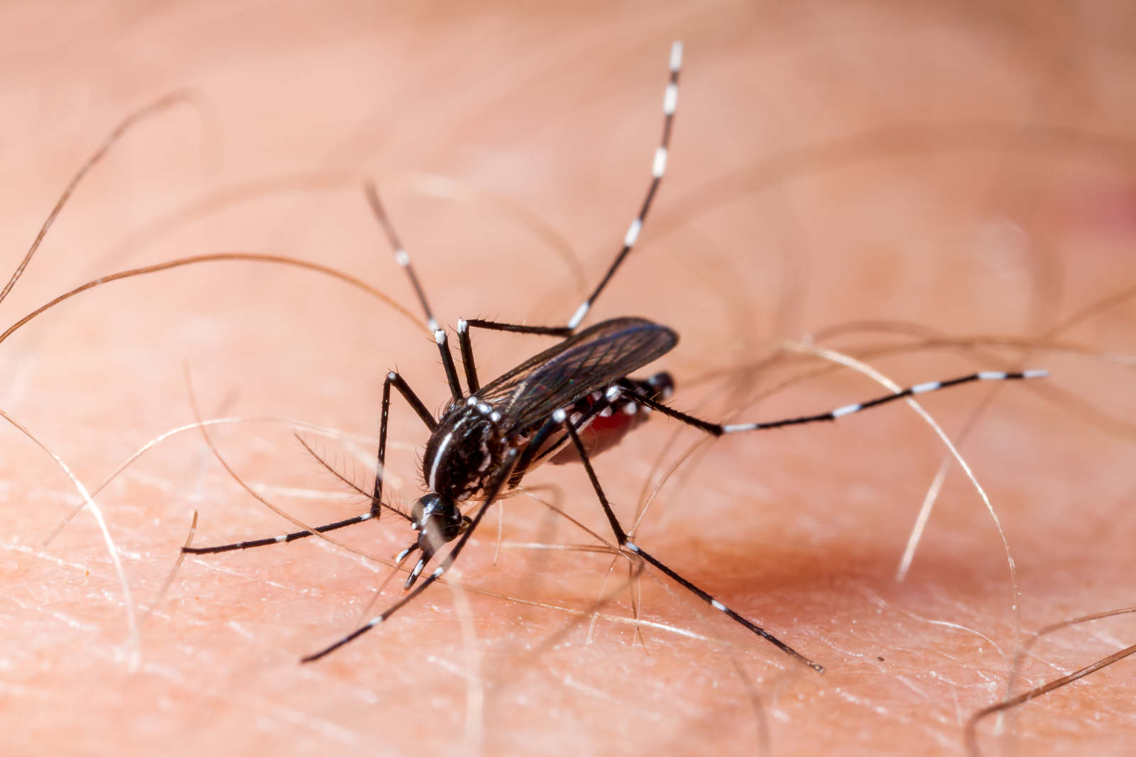 Jornal VER7 - Distrito Federal Recorre ao Exército na Luta Contra a Epidemia de Dengue