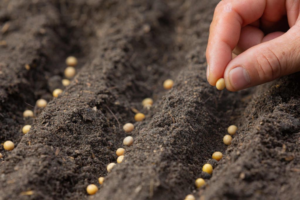 Novas regras para importação de musgo de esfagno chileno definidas pelo Ministério da Agricultura e Pecuária