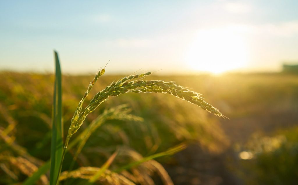 Brasil fortalece sua posição no mercado global de alimentos na Gulfood em Dubai