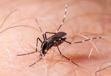 São Paulo intensifica medidas contra a dengue com investimento de R$ 240 milhões