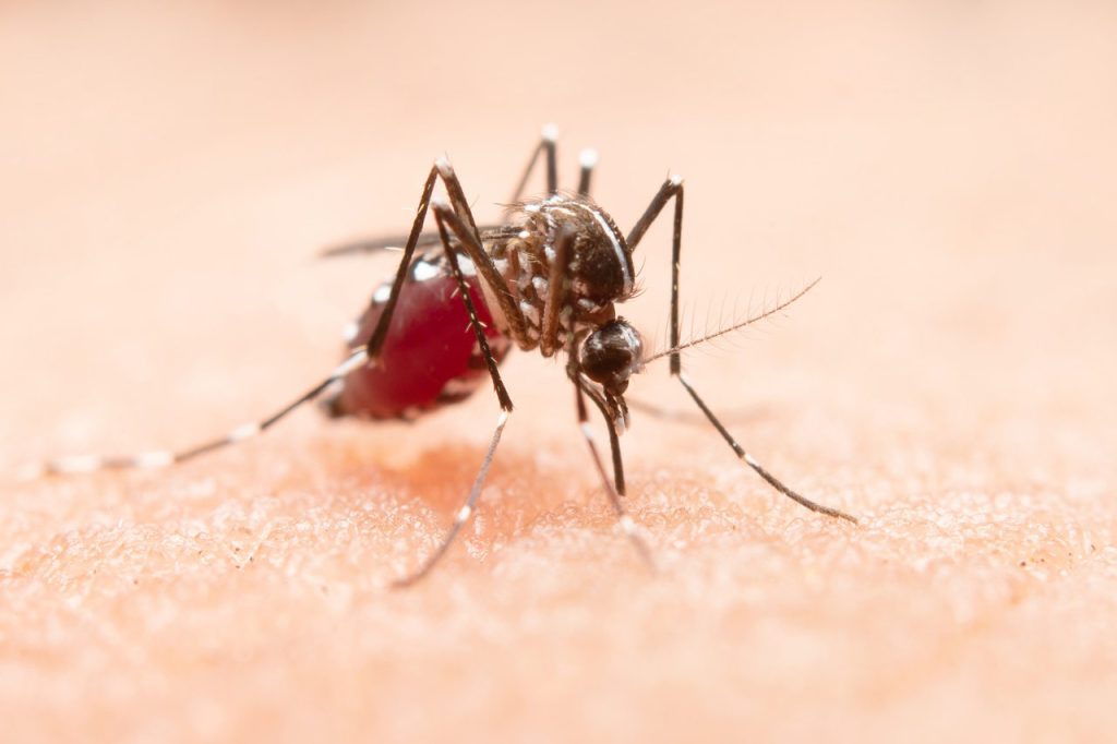 Surto de Dengue no Brasil Mortes Atingem 391 e Situação Preocupa Autoridades de Saúde