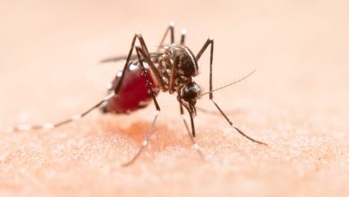 Surto de Dengue no Brasil Mortes Atingem 391 e Situação Preocupa Autoridades de Saúde