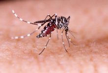 Tendência Decrescente Casos de Dengue Diminuem no Rio de Janeiro, aponta Boletim da SES-RJ