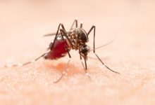Alerta Global Quase 4 Bilhões de Pessoas Sob Risco de Infecção por Mosquitos Aedes
