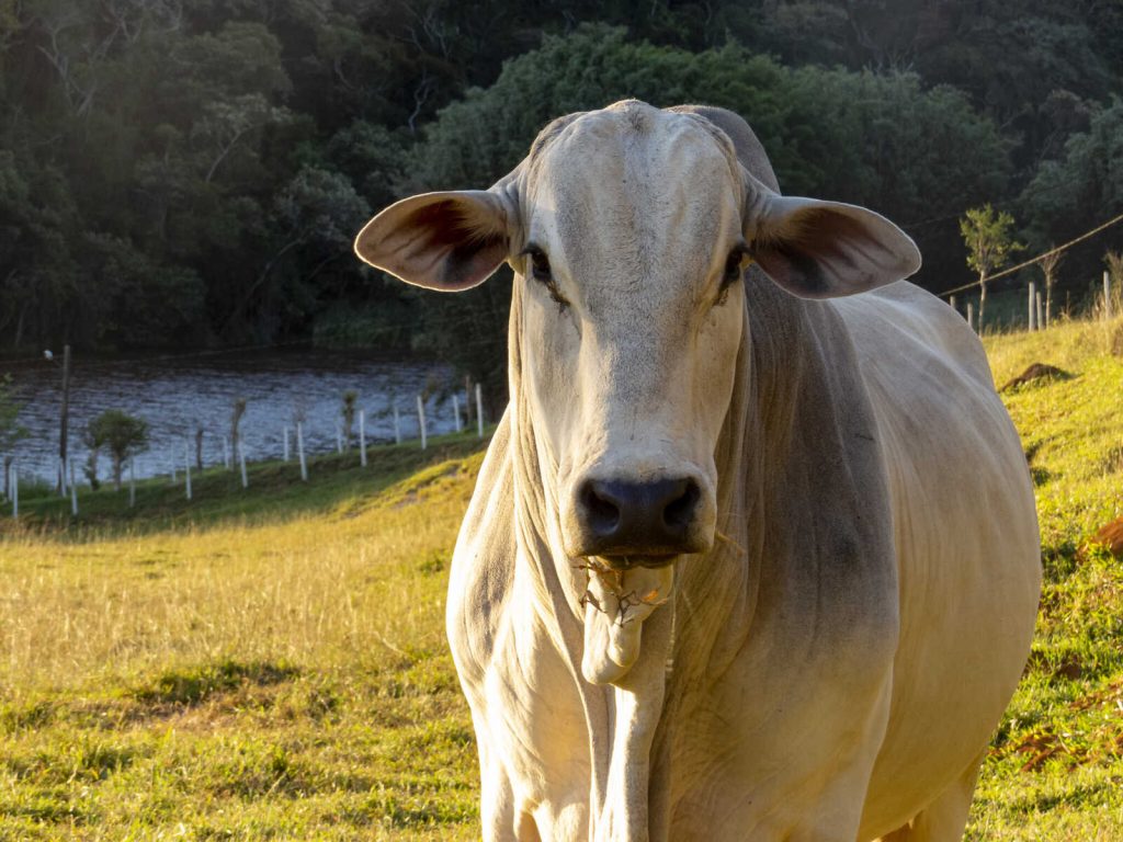 Exportações Brasileiras Batem Recorde em 2023 Agronegócio Lidera