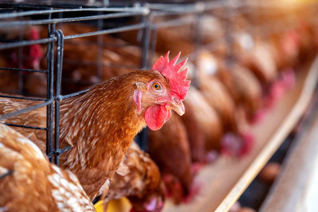 Estado de Emergência Zoossanitária Prorrogado por 180 Dias devido à Gripe Aviária