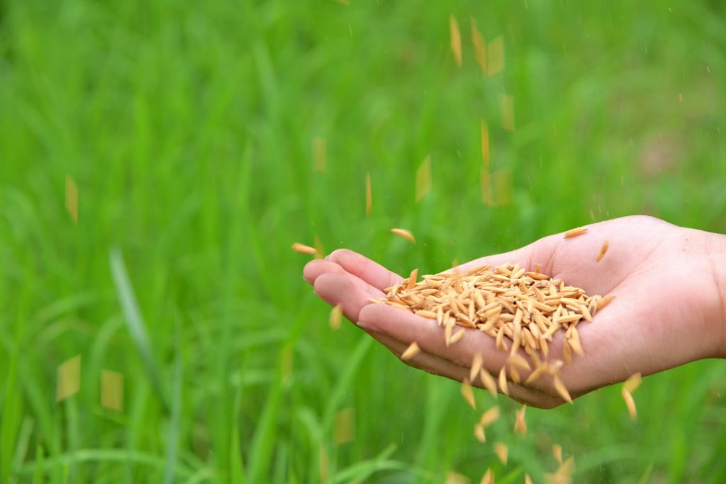 Governo compra 1 milhão de toneladas de arroz estrangeiro para evitar desabastecimento