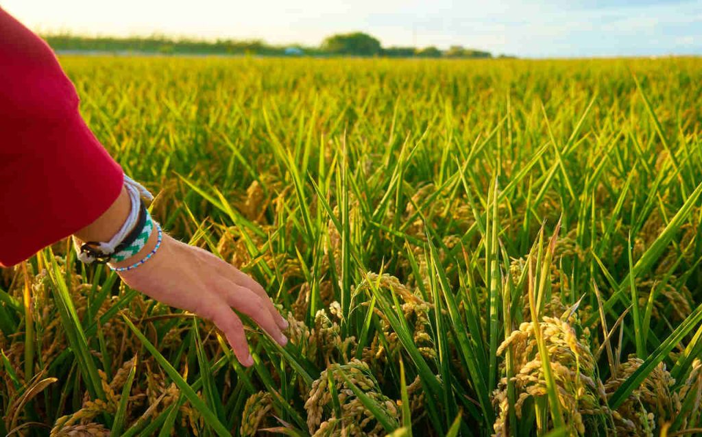 Maio apresenta crescimento nos títulos do agronegócio