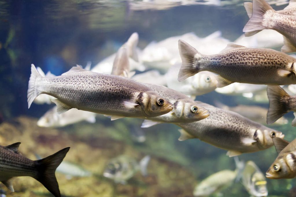 Novo mercado para peixes ornamentais do Brasil nas Filipinas