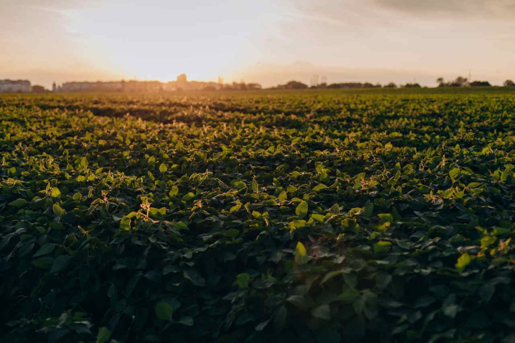Produtos do agronegócio brasileiro atingem US$ 15 bilhões em exportações em maio