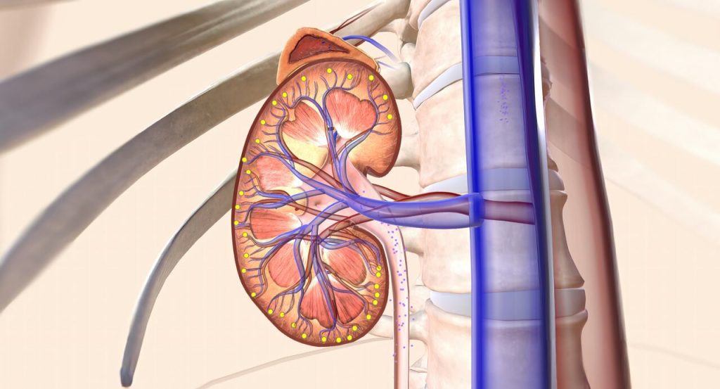 Quando é indicada a nefrolitotripsia percutânea para cálculos renais?