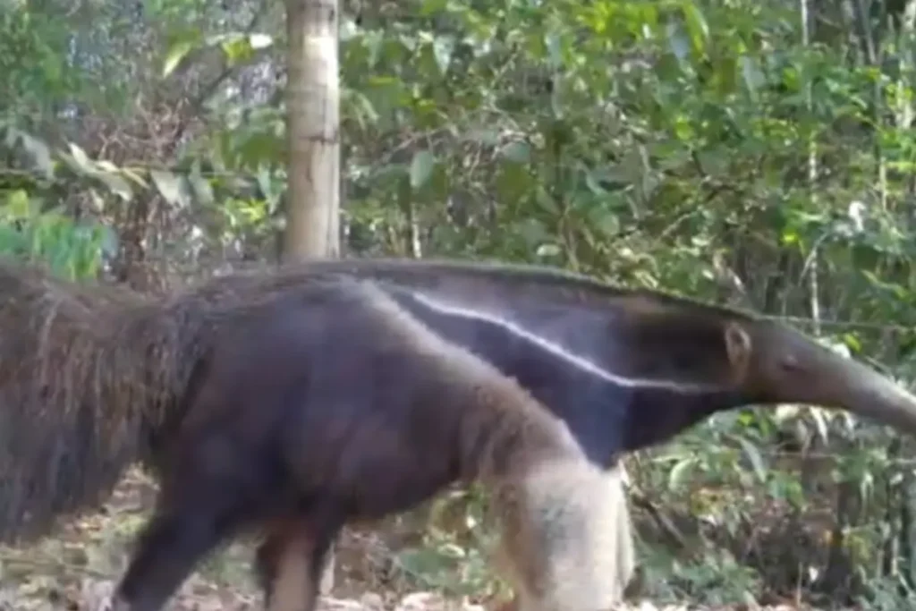 Projeto Bandeiras do Corredor identifica mais de 30 espécies animais em parques goianos- Projeto Bandeiras do Corredor - UFG e Semad